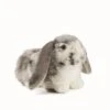 Living Nature Knuffel Konijn Nederlandse Hangoor Dwerg Grijs 1 Living Nature Knuffel Konijn Nederlandse Hangoor Dwerg Grijs -Knuffels Winkel image 1746