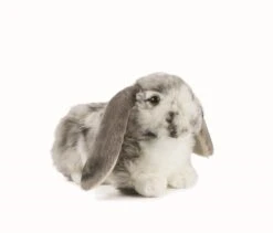 Living Nature Knuffel Konijn Nederlandse Hangoor Dwerg Grijs