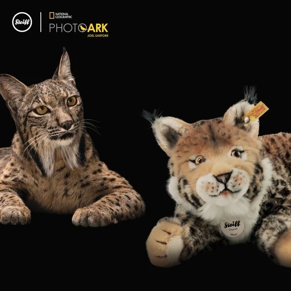 Steiff Knuffel Lynx National Geographic Mizzy 35 Cm 4 Steiff Knuffel Lynx National Geographic Mizzy 35 Cm - Afbeelding 2